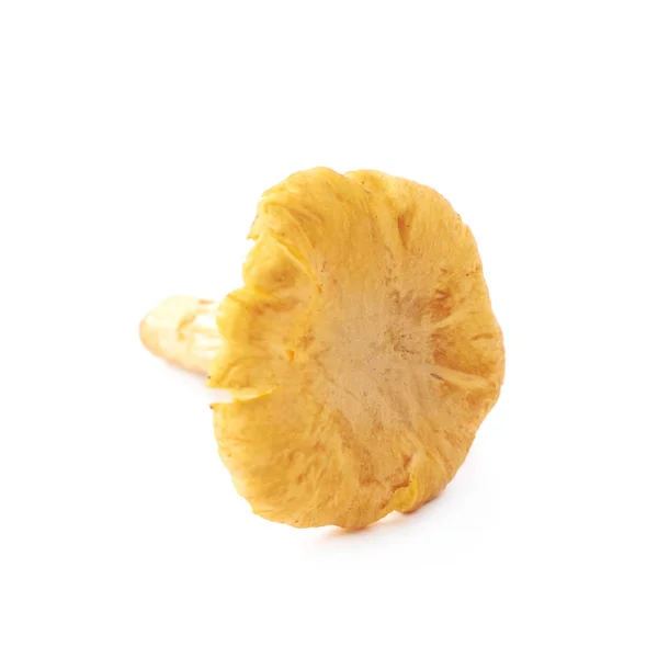 Жовтий гриб лисички ізольований — стокове фото