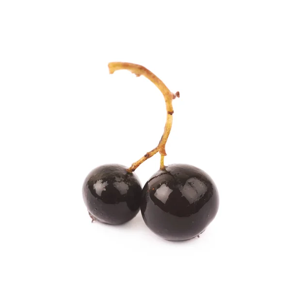 分離された黒スグリの果実の枝 — ストック写真