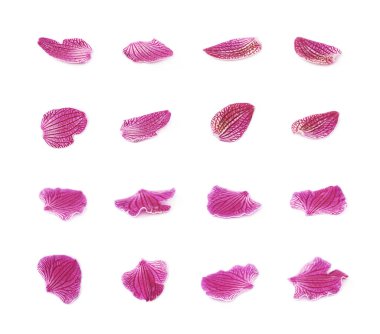 İzole tek orkide Çiçek yaprağı