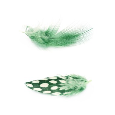 Decorational tüy izole