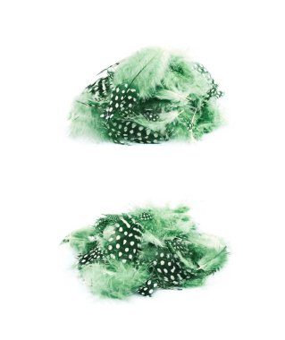 Decorational tüyleri izole