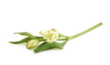 İzole yeşil lilly çiçek