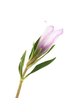 Pembe çiçek tomurcuk izole