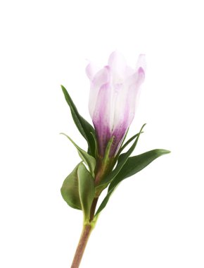 Pembe çiçek tomurcuk izole