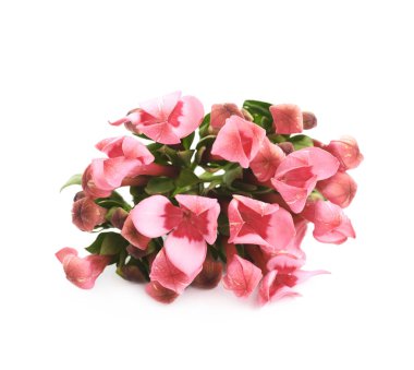 Çiçek tomurcukları izole