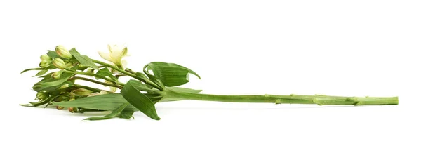 分離された緑の飾り花 — ストック写真