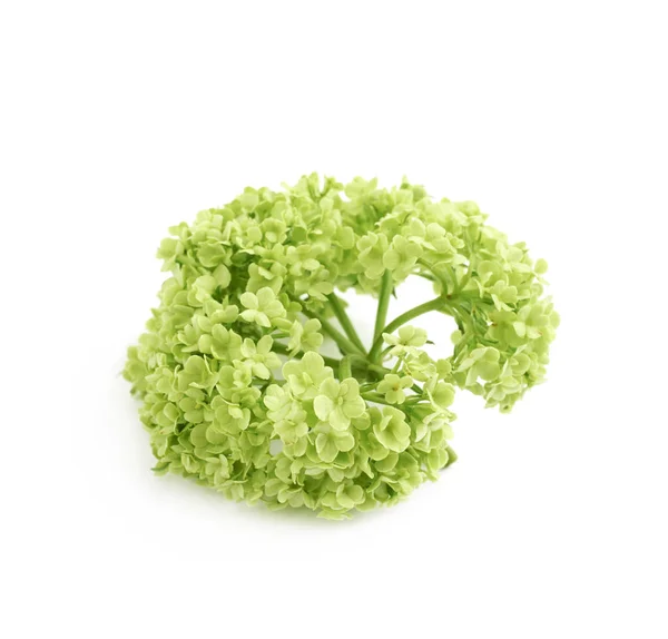 Elemento de flor decorativa verde — Fotografia de Stock