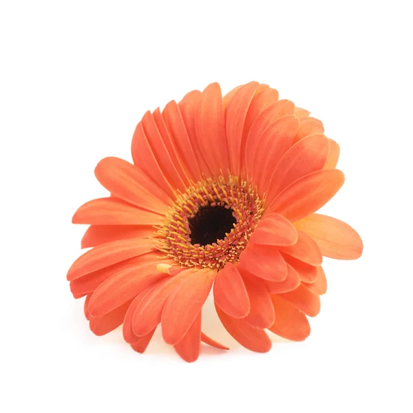 Gerbera flower isolated — Stock Photo, Image