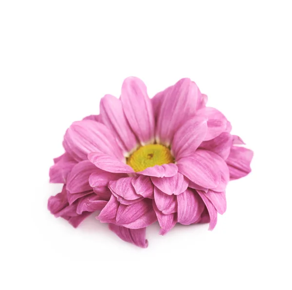 Capullo de flor Gerbera aislado — Foto de Stock