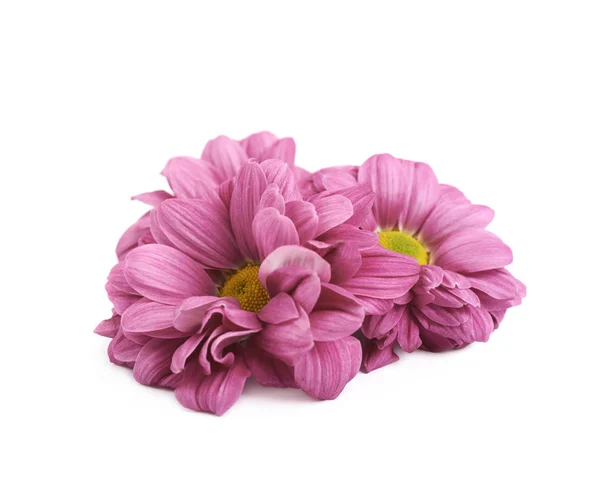 Gerbera Blütenknospe isoliert — Stockfoto