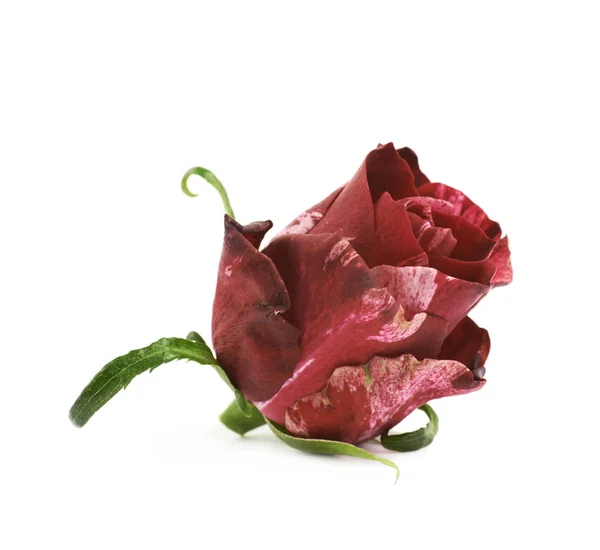 Červené růže bud izolované — Stock fotografie