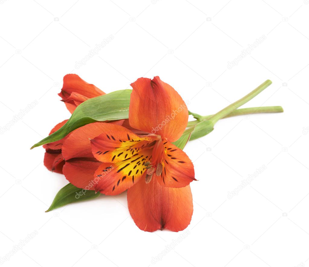 Red Alstroemeria flower isolated