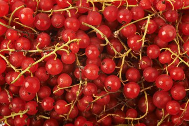 Kırmızı kuş üzümü ile kaplı yüzey