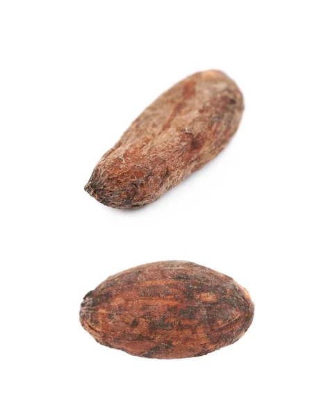 Single cocoa bean isolated — Stock Photo, Image