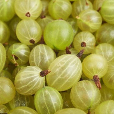 Bektaşi ile kaplı yüzey