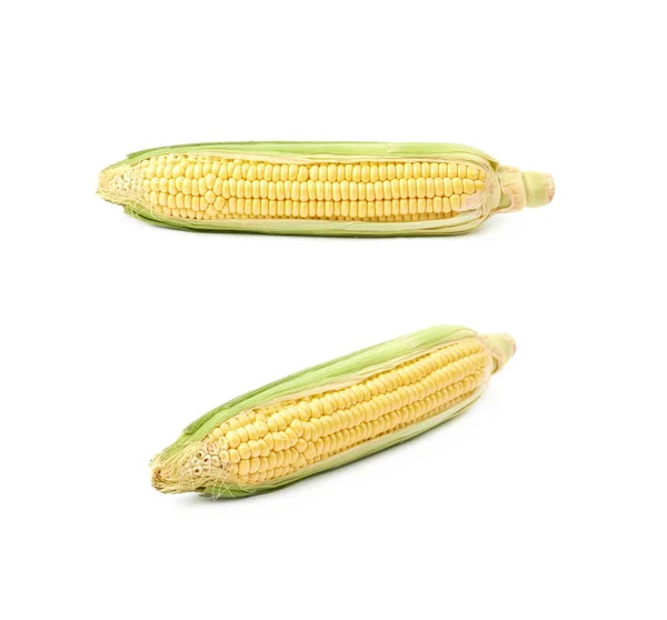 Ear of corn corncob isolated — Stock Photo, Image