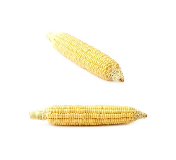 Oreja de mazorca de maíz aislada — Foto de Stock