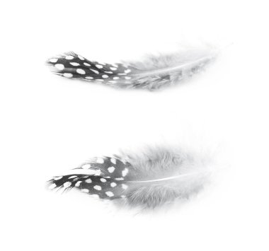 Decorational tüy izole