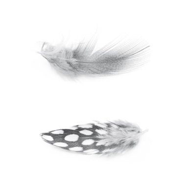 Decorational tüy izole