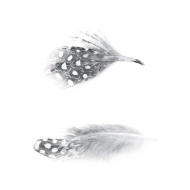 Decorational tüy izole