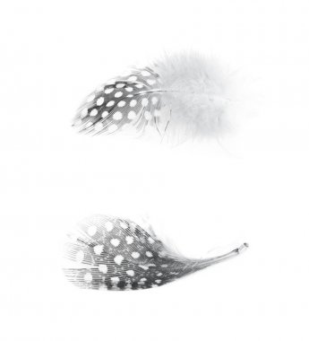 Decorational tüy izole