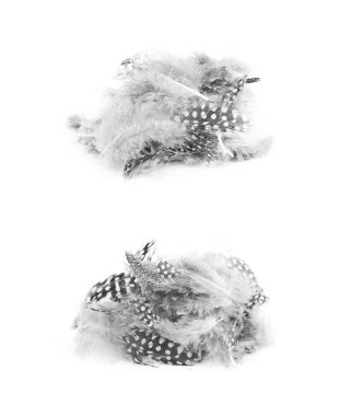 Decorational tüyleri izole