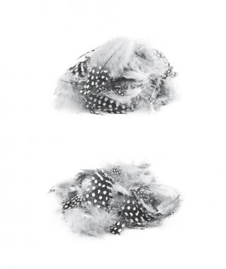 Decorational tüyleri izole