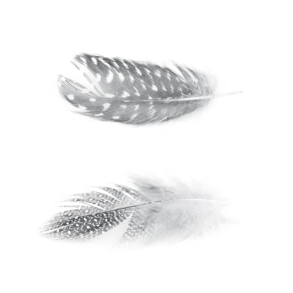 Decorational feather isolated — Stock Photo, Image