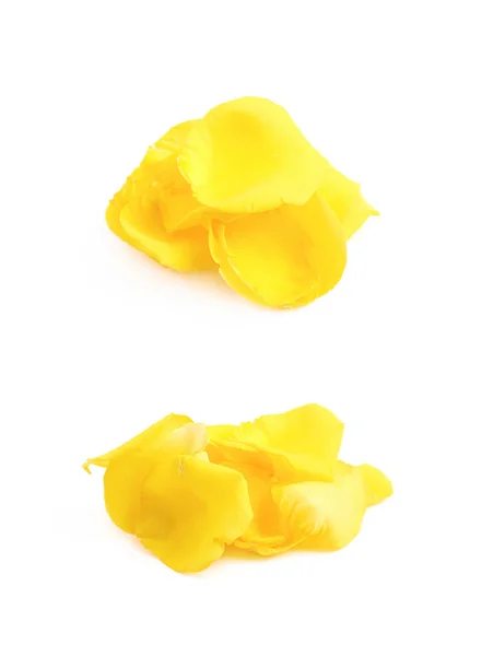 Yellow rose petal isolated — Stock Photo, Image