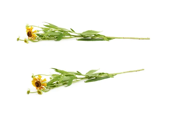 Yellow daisy flower isolated — Stock Photo, Image