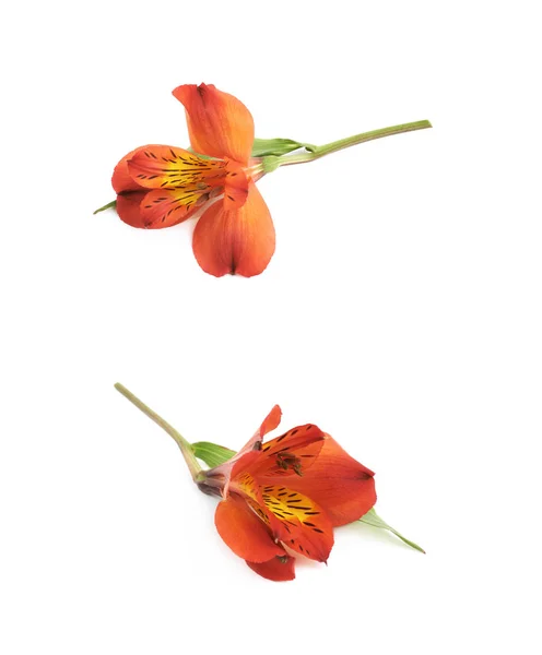 红 Alstroemeria 花隔离 — 图库照片