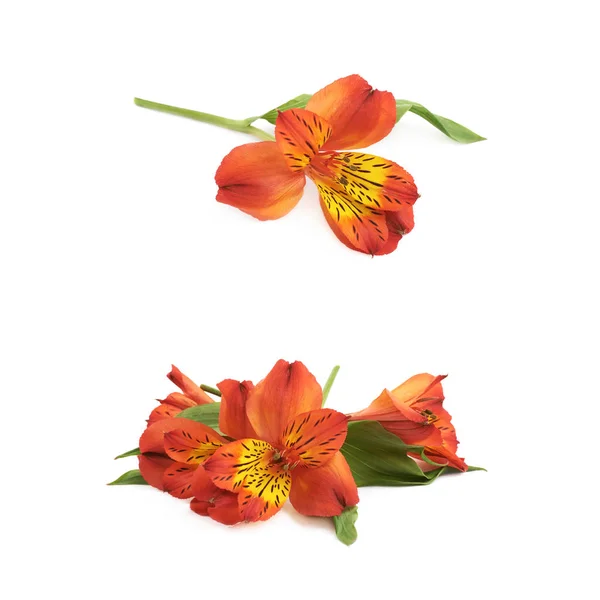 Red Alstroemeria flower isolated — Stock Photo, Image