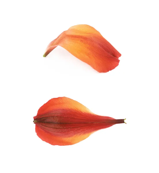 Alstroemeria flores pétalo aislado — Foto de Stock