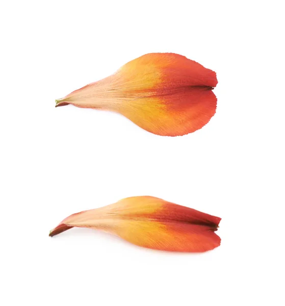 Alstroemeria 花花瓣分离 — 图库照片