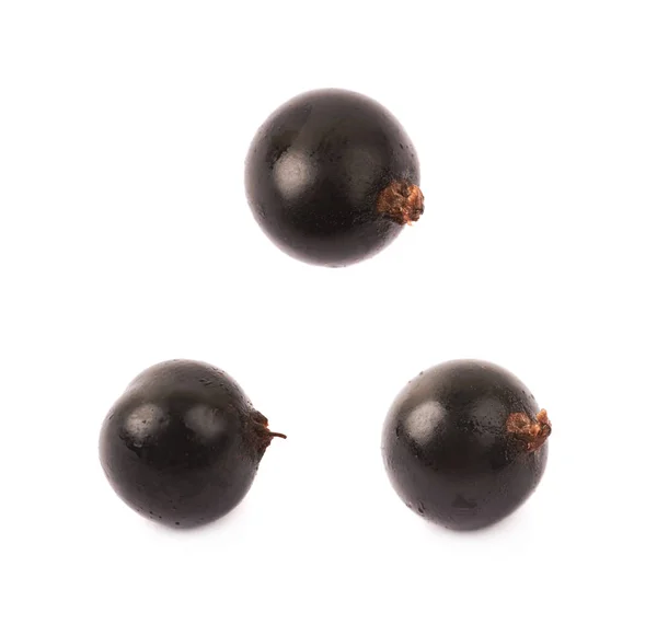 Single black currant berry isolated — Stock Photo, Image