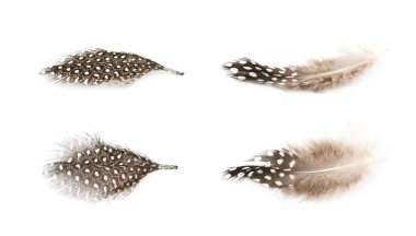 Decorational tüy izole