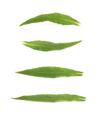 yeşil yaprak izole