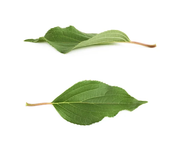 Grön ros leaf isolerade — Stockfoto