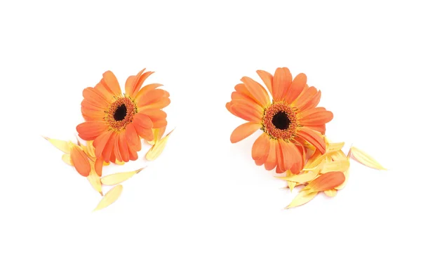 Gerbera flower isolated — Stock Photo, Image