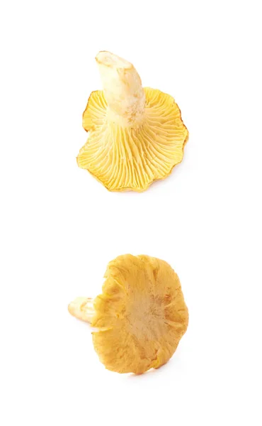 黄油菇分离 — 图库照片