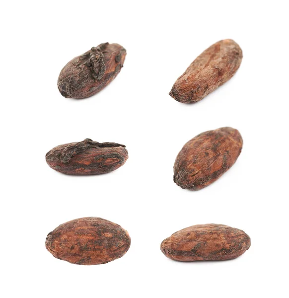 Enkelt kakaobønne isoleret - Stock-foto