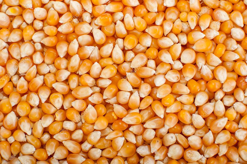 Popcorn seeds or kernels
