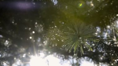 Yaz aylarında, bir duş yağmur sonra otlar