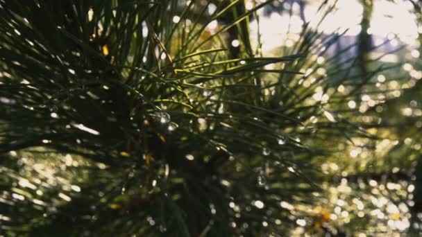 été, herbe après une pluie battante 