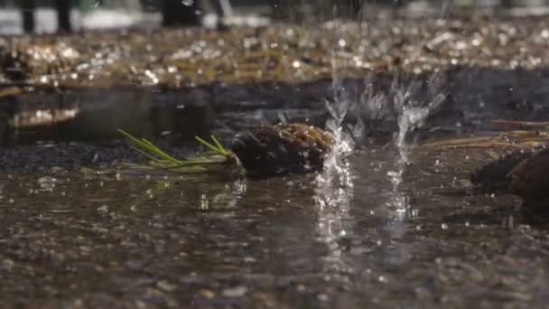 Primer plano en cámara lenta del agua de manantial y gotas — Vídeo de stock