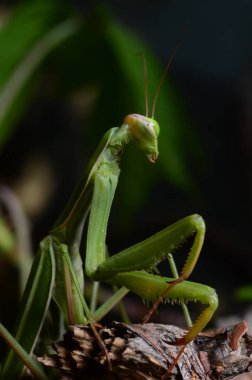 Makro portre Mantis bileğinde. 