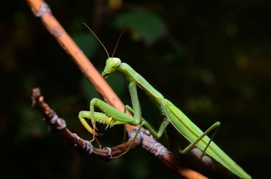 Makro portre Mantis bileğinde. 