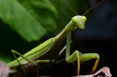 Makro portre Mantis bileğinde. 