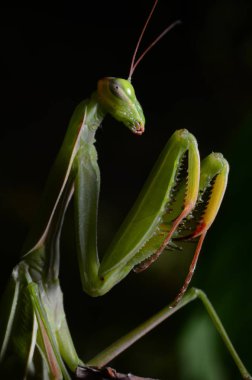 Makro portre Mantis bileğinde. 