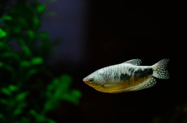 Akvaryum balık gurami, mavi gurami üç nokta. Trichogaster trichopterus